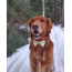 Rubber Duck - Cutie Ties Dog Bow Tie - One Size
