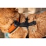 Sunset Orange - K9 Sport Harness - Medium (15-17" Neck 15-21" Chest)
