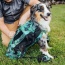 Summer Mint - K9 Sport Sack Air 2 - X-Small (10"-13" from collar to tail)