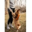 Sunset Orange - Walk-On with Harness & Storage - X-Small (11-13" Neck 11-15" Chest)