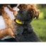 Buttercup Yellow - Walk-On with Harness & Storage - X-Small (11-13" Neck 11-15" Chest)