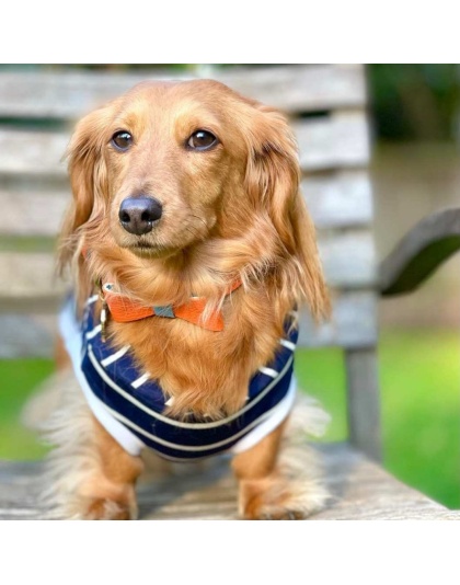 Vibrant Sunset - Dog Bow Tie  - Small