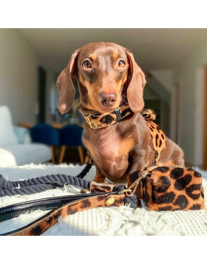 Wildest One - Dog Harness  - XS