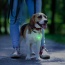 Blue - Blue/White LED - Pet Blinkers Flashing LED Pet Safety Light  - Small Breed