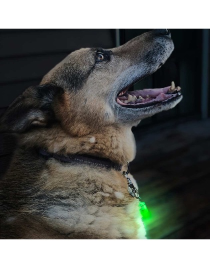 Green - Jade/Blue LED - Pet Blinkers Flashing LED Pet Safety Light  - Large Breed