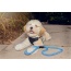 Elektric Blue - Tug Control Leash with Reflectors & Shock Absorber - Large