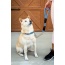 Elektric Blue - Tug Control Leash with Reflectors & Shock Absorber - Large