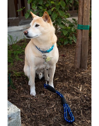 Dragonfly - Tug Control Leash with Reflectors & Shock Absorber - XL