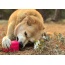 Pink - MKB Surf's Up! Retro Van  Durable Chew Toy & Treat Dispenser