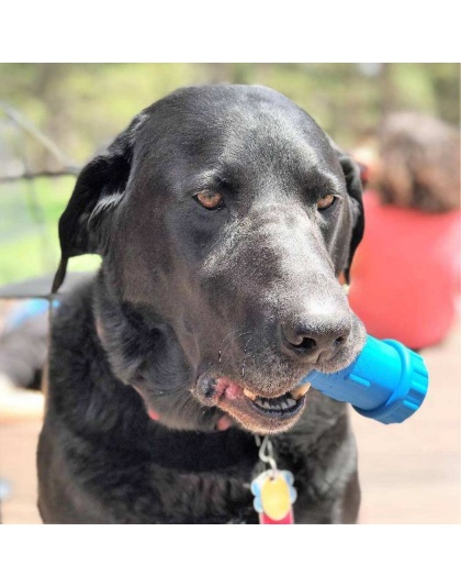 Blue - ID Bone Durable Rubber Chew Toy and Treat Dispenser - Medium