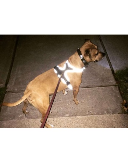 Purple - Headlight Harness, Dog Harness with Built In LED Light - Large