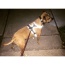 Orange - Headlight Harness, Dog Harness with Built In LED Light - Large