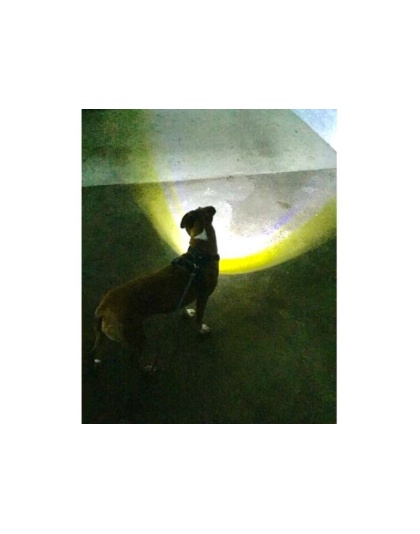 Grey - Headlight Harness, Dog Harness with Built In LED Light - Large