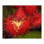Achiote Powder - Urinary, Bladder & Probiotic Digestive Support* The Petz Kitchen - 4 Oz