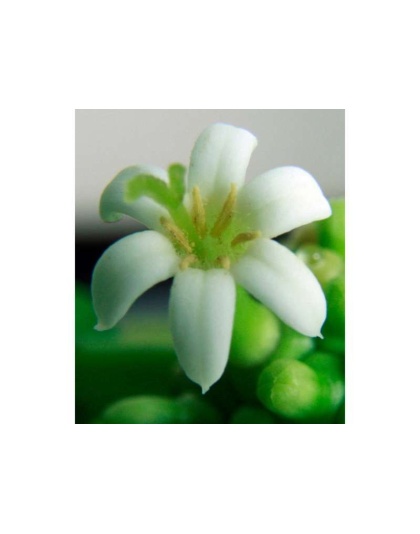 I Cellebrate Life Max - Antioxidant Cellular Boost + Adjunctive Lipoma Support* - CAT/ 150 caps / 250 mg