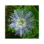 Passion Flower - Mood Anxiety Stress Sedative & Pain Support* - The Petz Kitchen - 4 Oz
