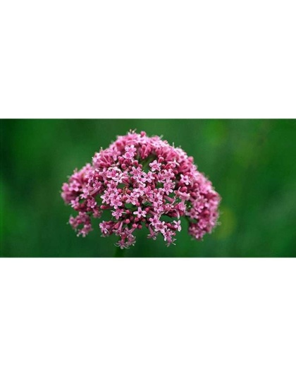 Soothed & Serene - All Systems Anxiety, Calming & Stress Support* Dogs & Catss & Cats* - DOG/ 90 caps / 500 mg /Size 1