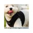 Black - Mr. Peanut's PupTrek Small Dog/Cat Soft Mesh Step In Harness Vest - Medium