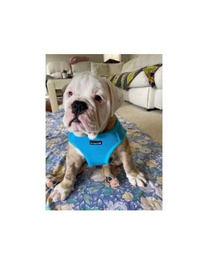 Blue - Mr. Peanut's PupTrek Small Dog/Cat Soft Mesh Step In Harness Vest - XLarge