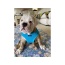 Blue - Mr. Peanut's PupTrek Small Dog/Cat Soft Mesh Step In Harness Vest - XLarge
