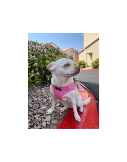 Pink - Mr. Peanut's PupTrek Small Dog/Cat Soft Mesh Step In Harness Vest - XLarge