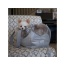 Platinum Glitzerati - Susan Lanci Designs Platinum Glitzerati Double Nouveau Bow Luxury Carrier with Fur Trim - 1