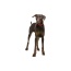 Crochet Rope Bead Pet Necklace - Large