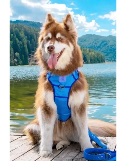 Dockside Adventures Ultimate Harness - Medium