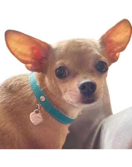 Return to Sniffany Charm Necklace - 16"