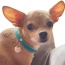 Return to Sniffany Charm Necklace - 16"