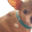 Return to Sniffany Charm Necklace - 18"