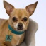 Sniff & Co. NYC Logo Collar - X Small
