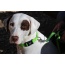 Kiwi Green Flat  - Appalachian Kiwi Green Flat Dog Leash - Large 1in. wide by 6ft. long
