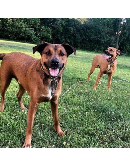 Double Dog Run Tangle-free Two Dog Tie Out Stake - Heavy-Duty Tie Out Stake - 1200lbs